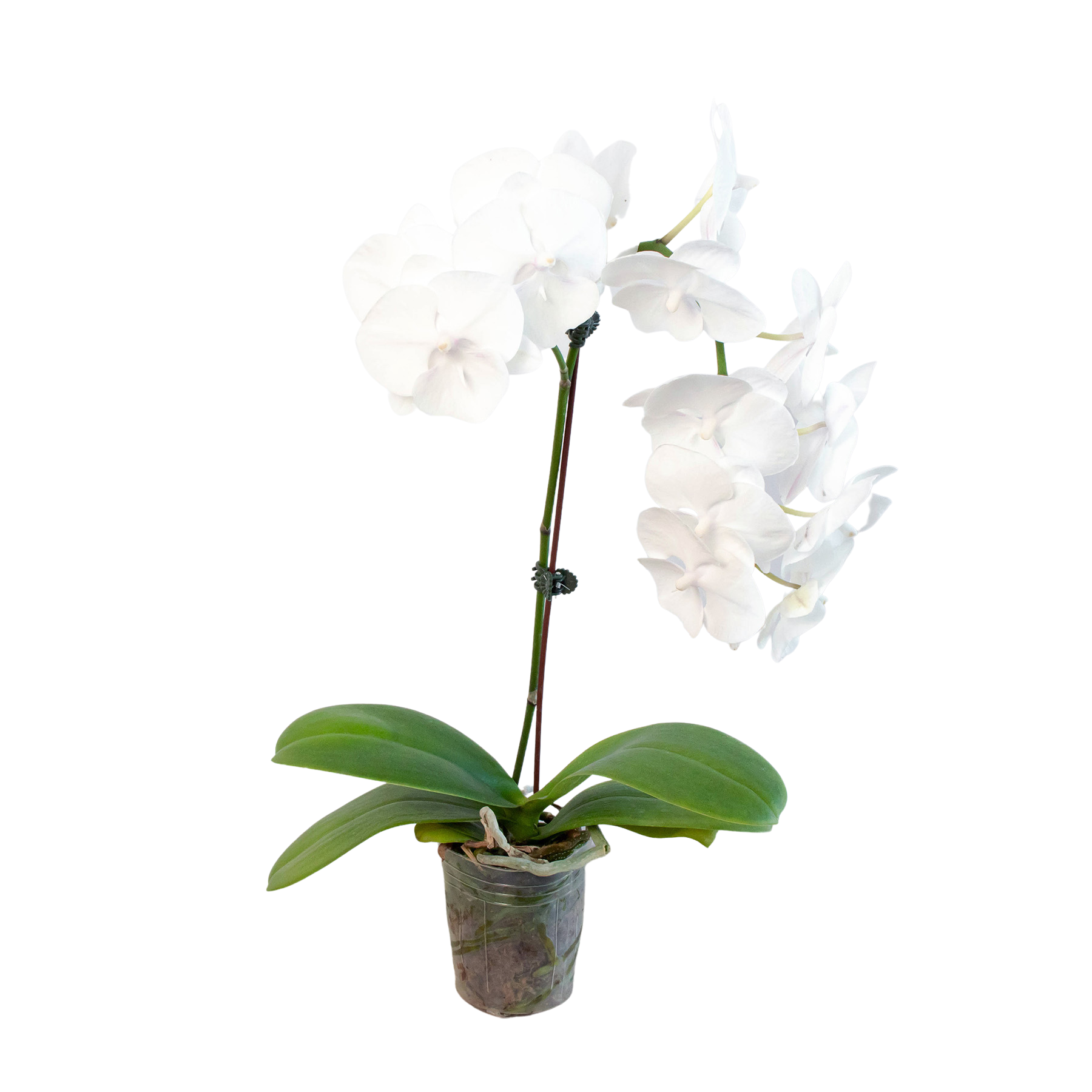 Orchid White Phalaenopsis with white blossoms and green leaves in a pot House Plant Shop on Tampa Home & Garden Store