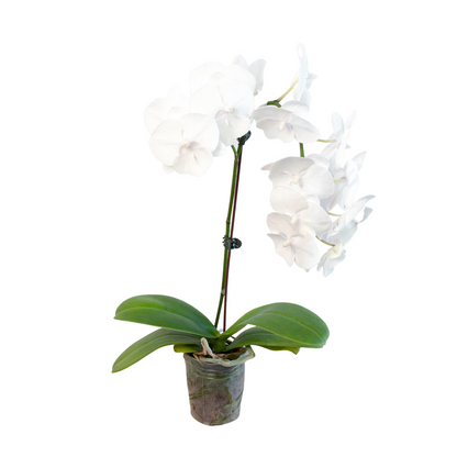 Orchid White Phalaenopsis with white blossoms and green leaves in a pot House Plant Shop on Tampa Home & Garden Store
