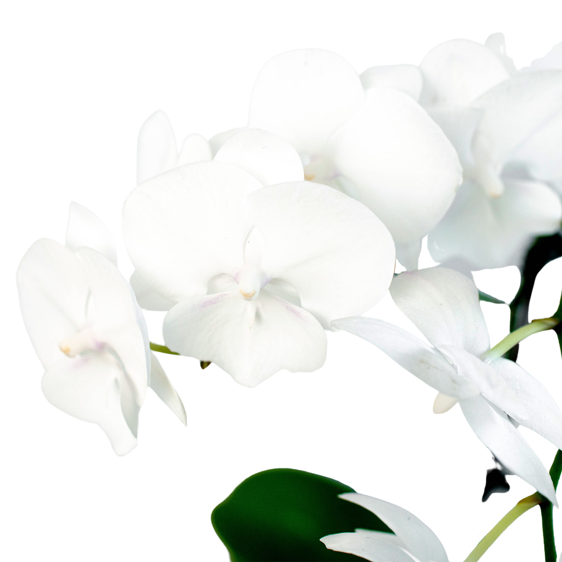 Orchid White Phalaenopsis white blossoms on slender green stem on Tampa Home & Garden Store
