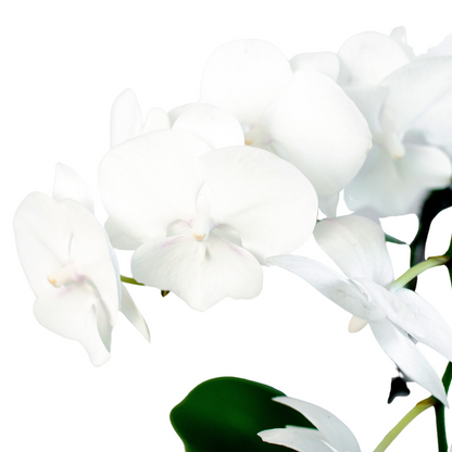 Orchid White Phalaenopsis white blossoms on slender green stem on Tampa Home & Garden Store