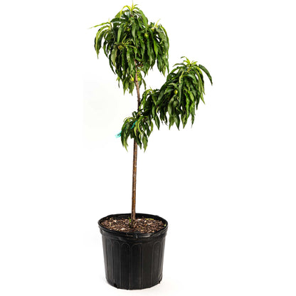 Bonanza Patio Peach plant in a black plastic pot with glossy green leaves on Tampa Home & Garden Store