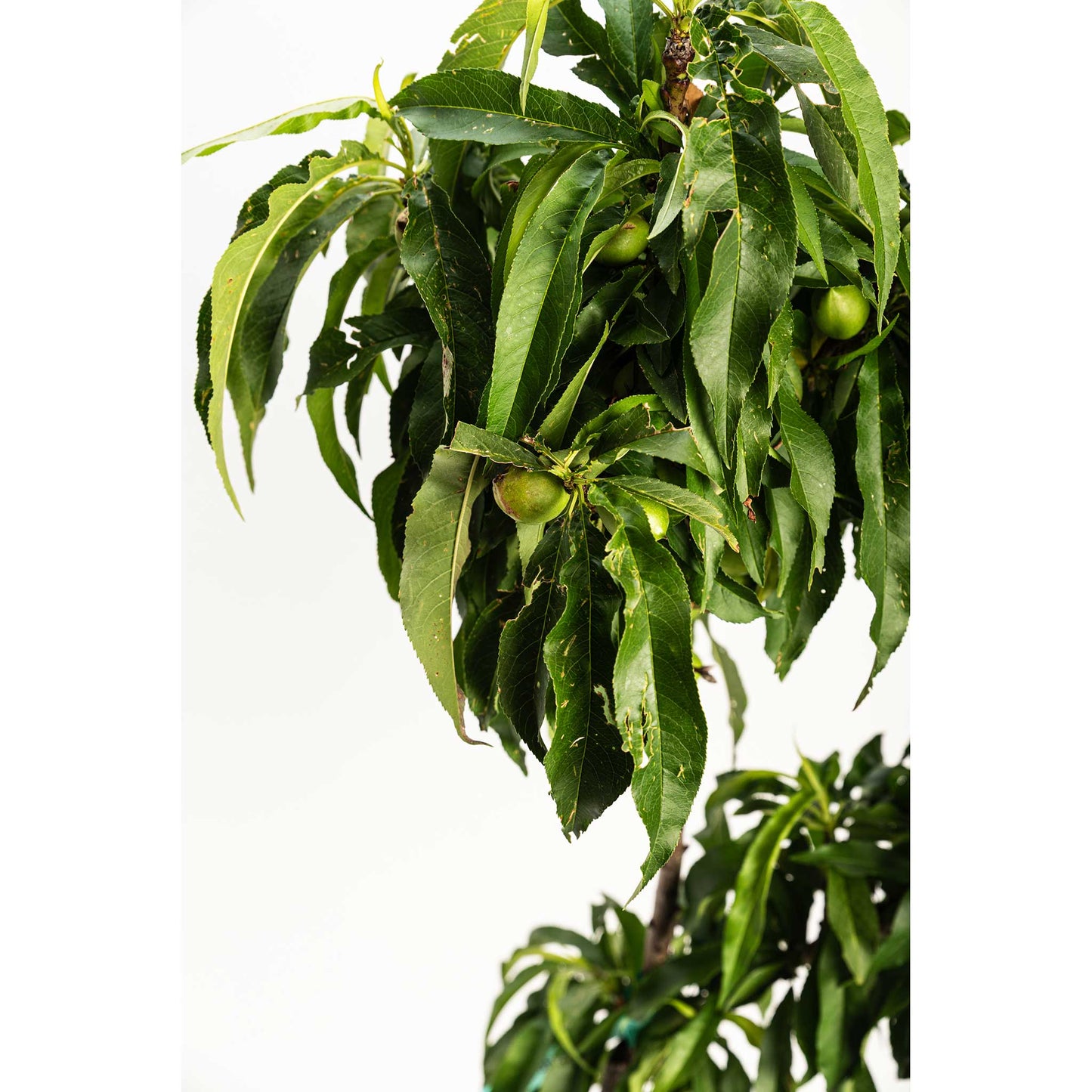 Bonanza Patio Peach plant by Live Good Logistics, glossy leaves with green peaches on Tampa Home & Garden Store