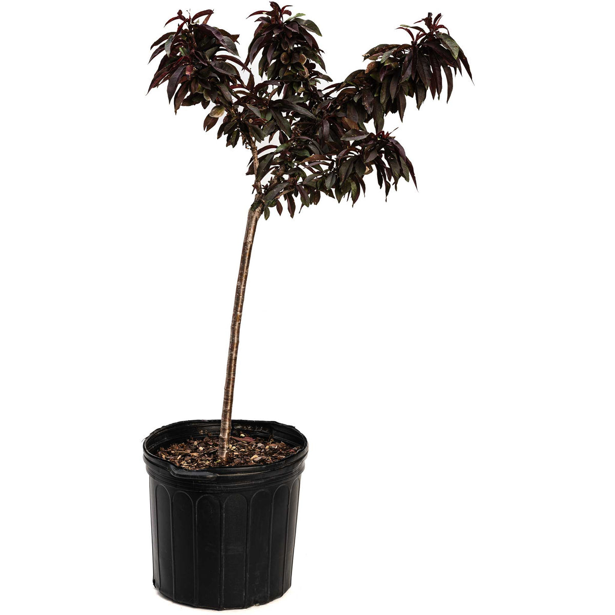 Bonfire Patio Peach plant burgundy leaves in black plastic pot by Live Good Logistics on Tampa Home & Garden Store