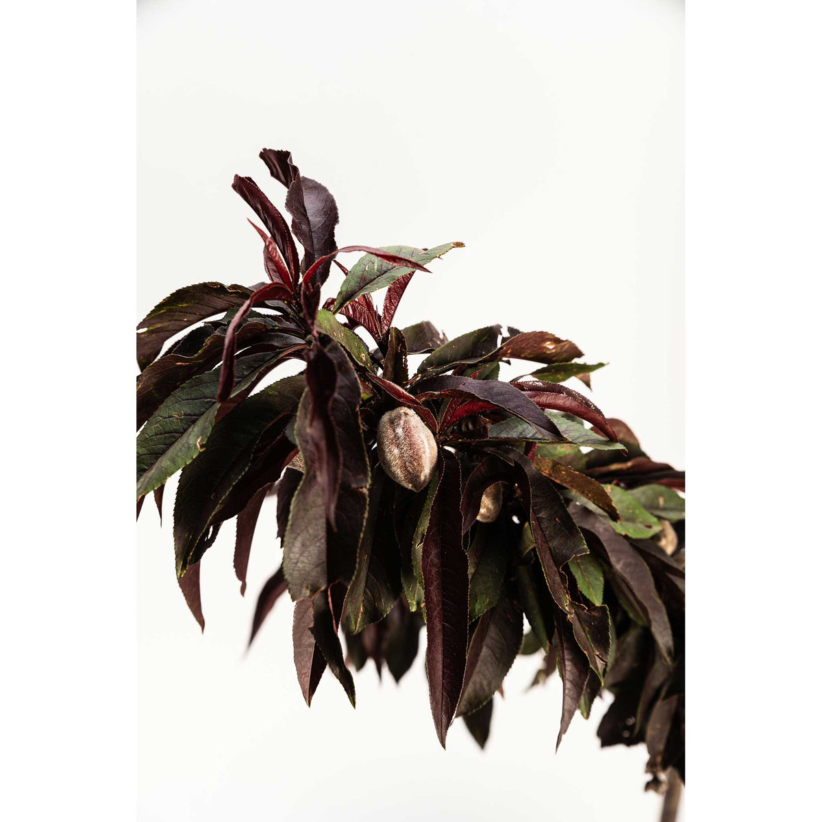 Bonfire Patio Peach plant with burgundy serrated leaves, close-up foliage detail on Tampa Home & Garden Store