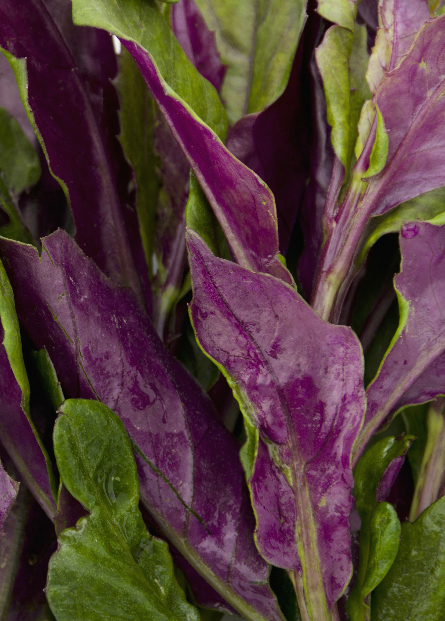 Okinawan Spinach (Gynura crepioides) - Tampa Home & Garden Store