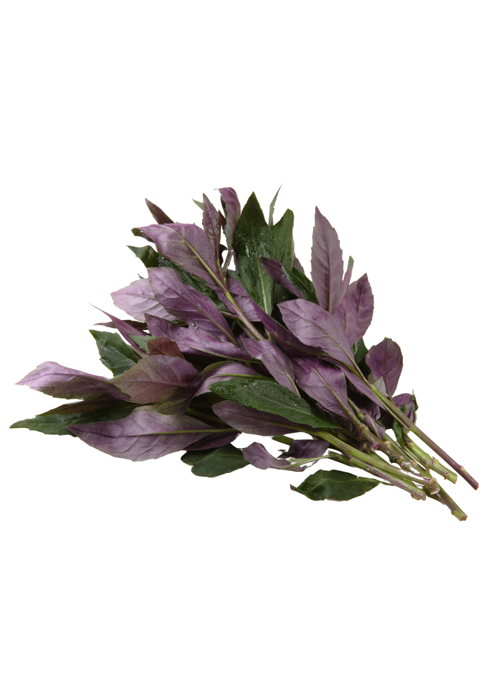 Okinawan Spinach (Gynura crepioides) - Tampa Home & Garden Store