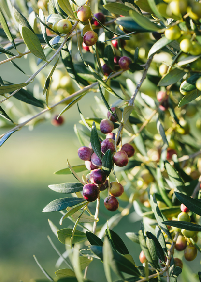 Olive 'Arbequina' (Olea europea) - Tampa Home & Garden Store