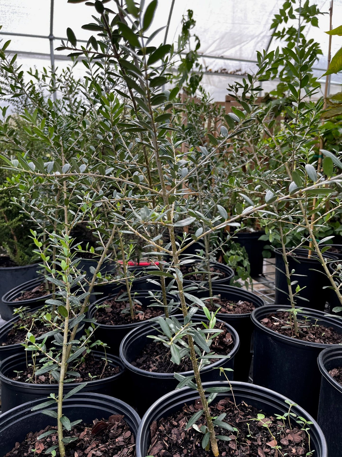 Olive 'Arbequina' (Olea europea) - Tampa Home & Garden Store