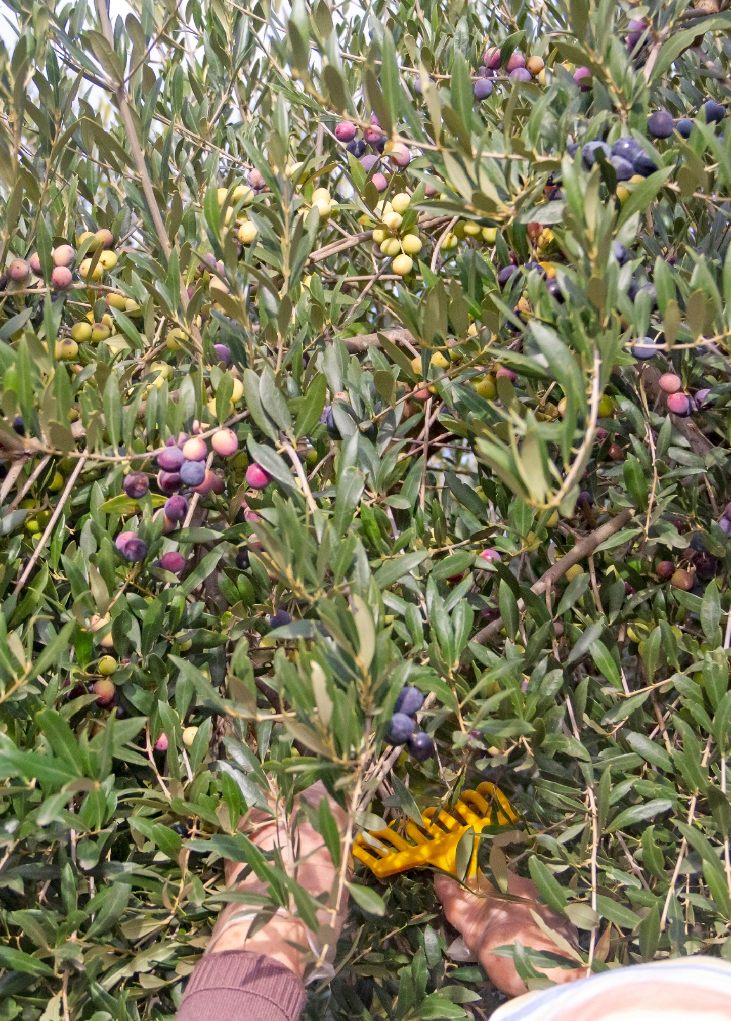 Olive 'Arbequina' (Olea europea) - Tampa Home & Garden Store