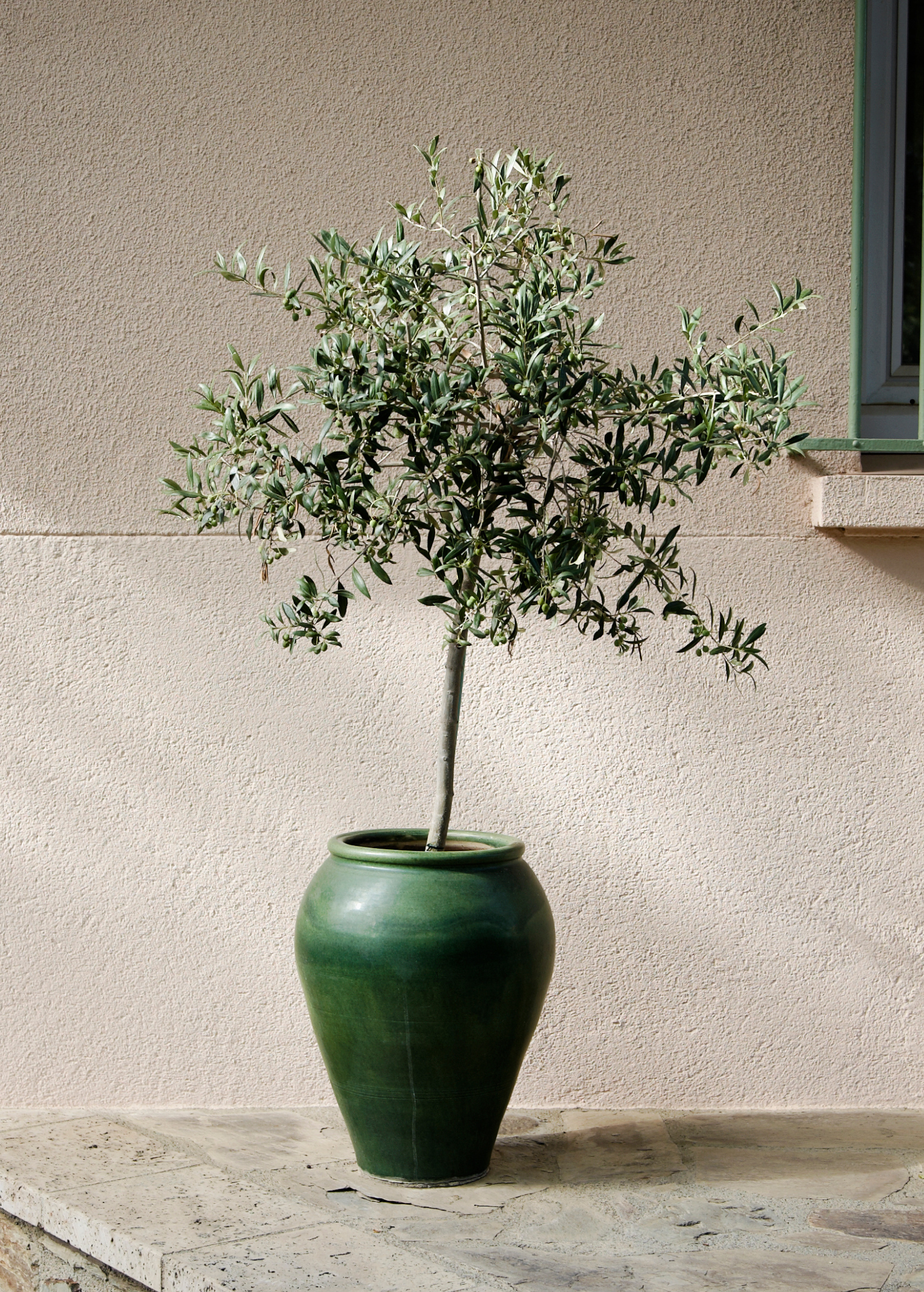 Olive 'Arbequina' (Olea europea) - Tampa Home & Garden Store