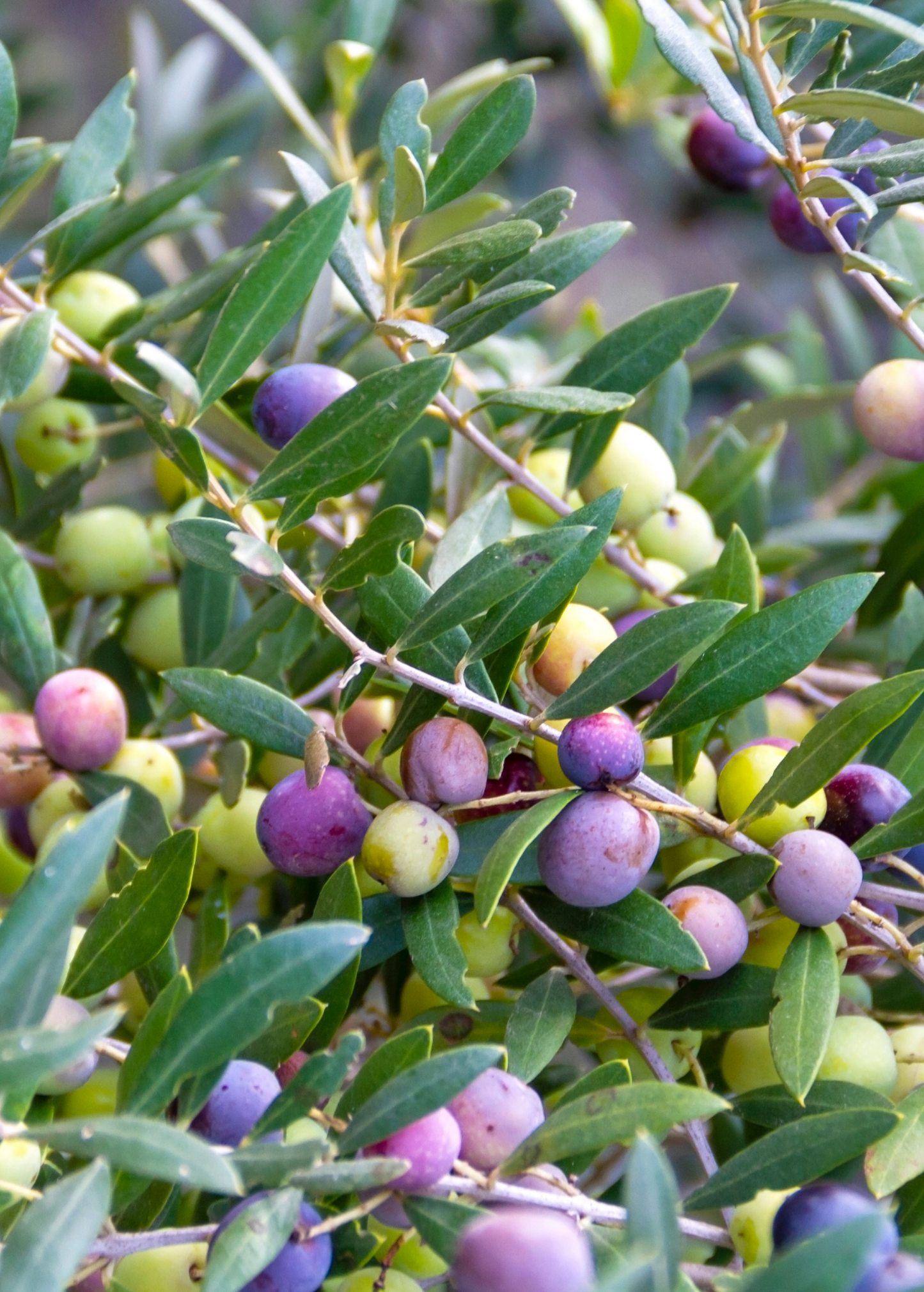 Olive 'Arbequina' (Olea europea) - Tampa Home & Garden Store
