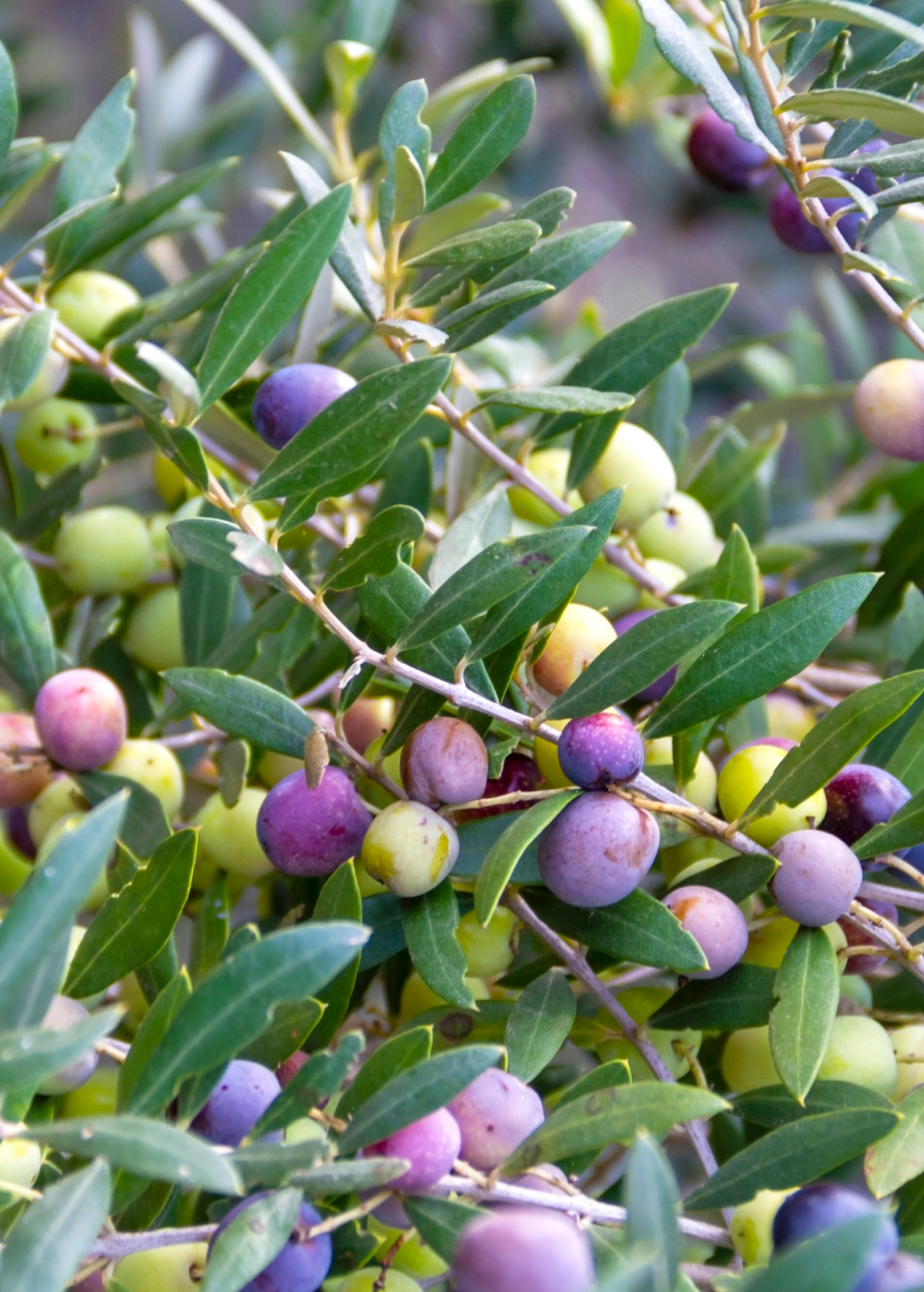 Olive 'Arbequina' (Olea europea) - Tampa Home & Garden Store