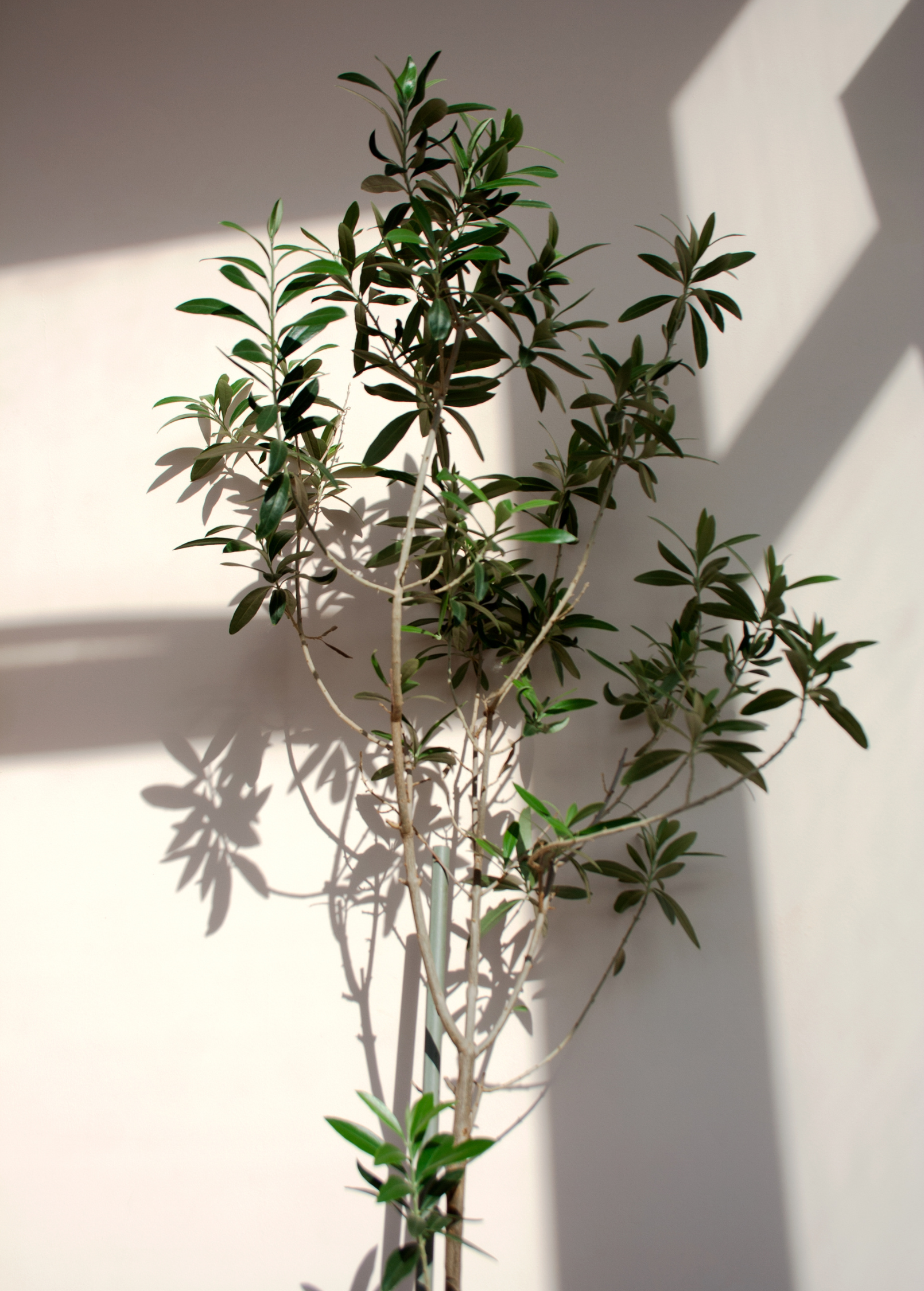 Olive 'Arbequina' (Olea europea) - Tampa Home & Garden Store