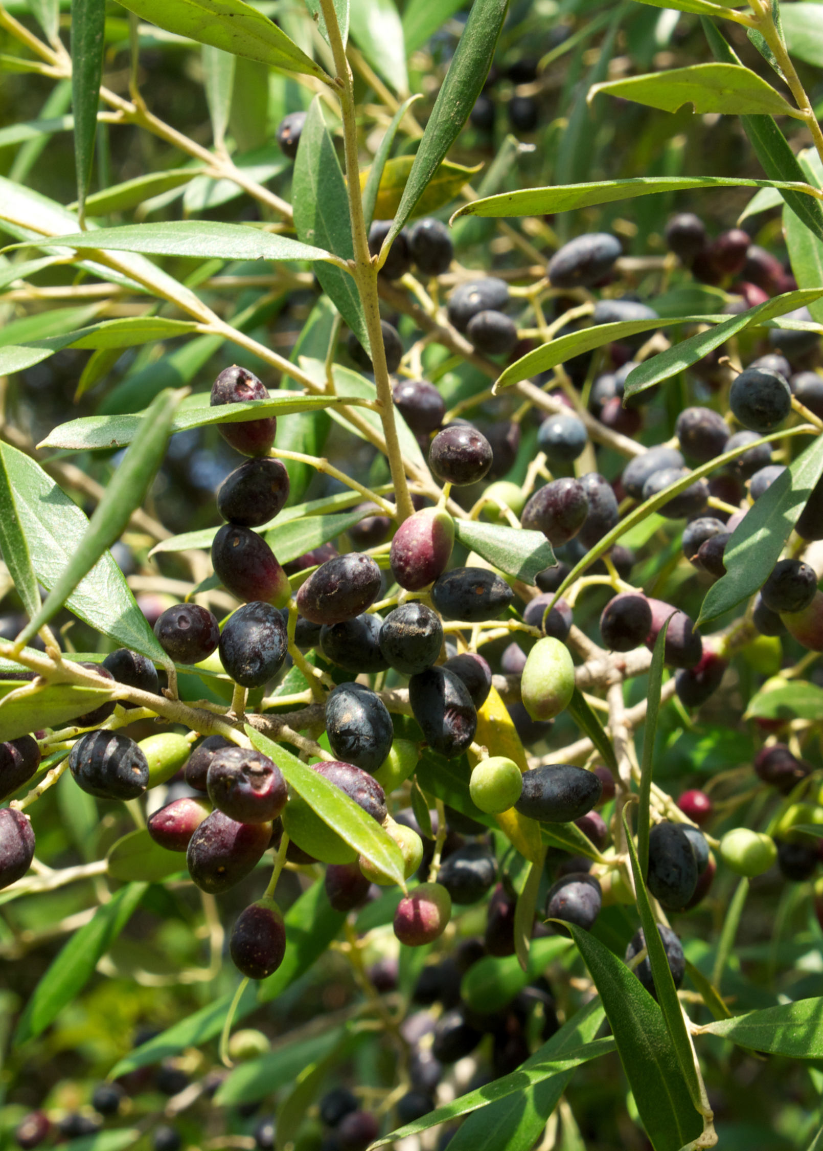 Olive 'Arbequina' (Olea europea) - Tampa Home & Garden Store