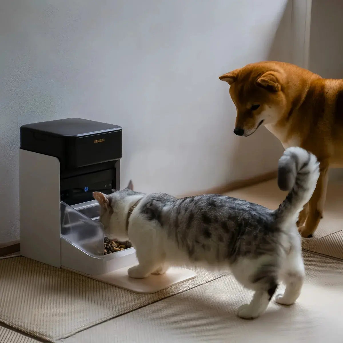 RFID automatic smart pet feeder, app-controlled; cat feeding, dog nearby on Tampa Home & Garden Store