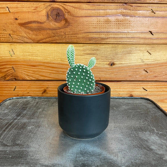 Opuntia Microdasys Albispina, 2" Plant - Tampa Home & Garden Store