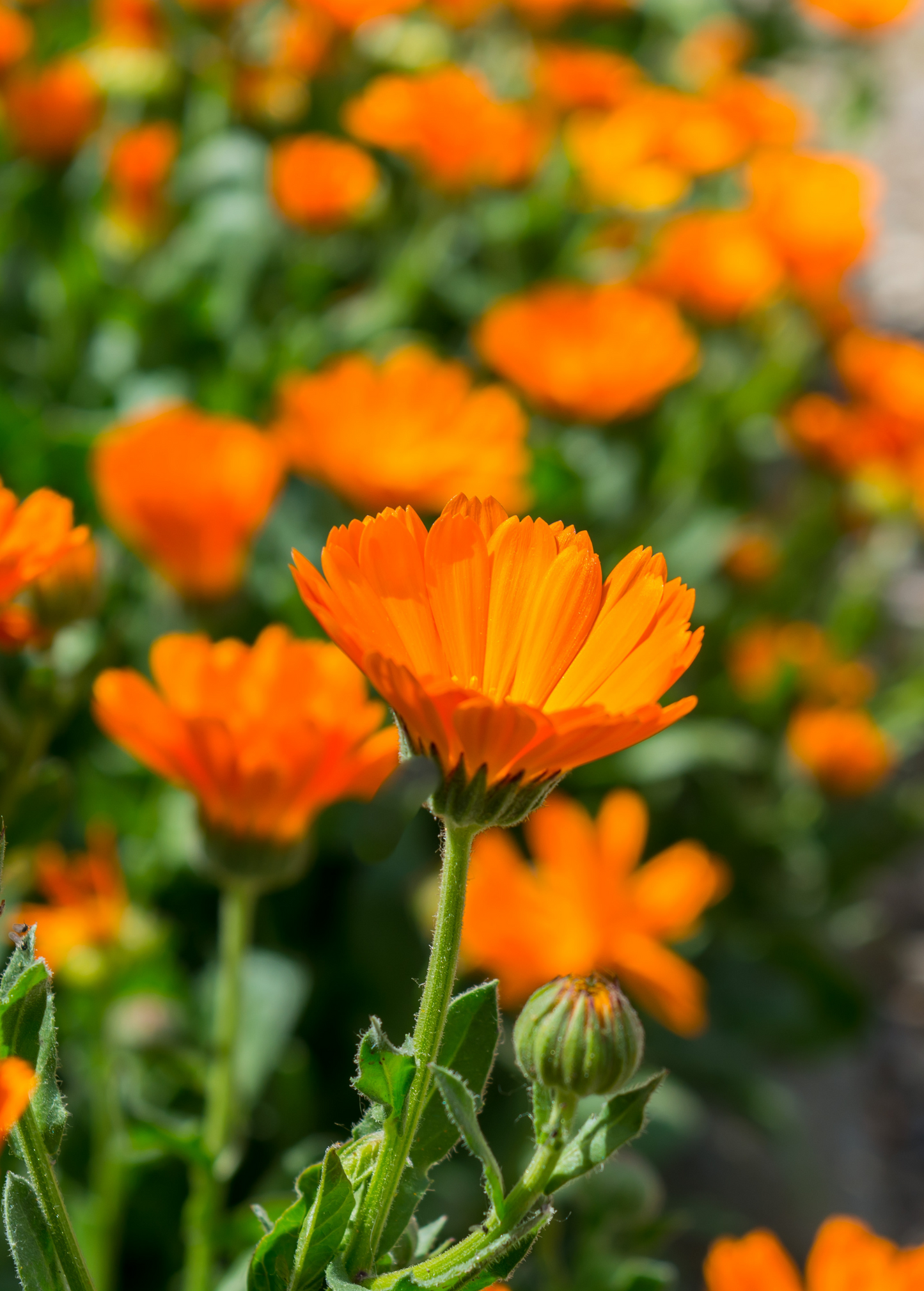 Orange Calendula (Calendula officinalis) - Tampa Home & Garden Store