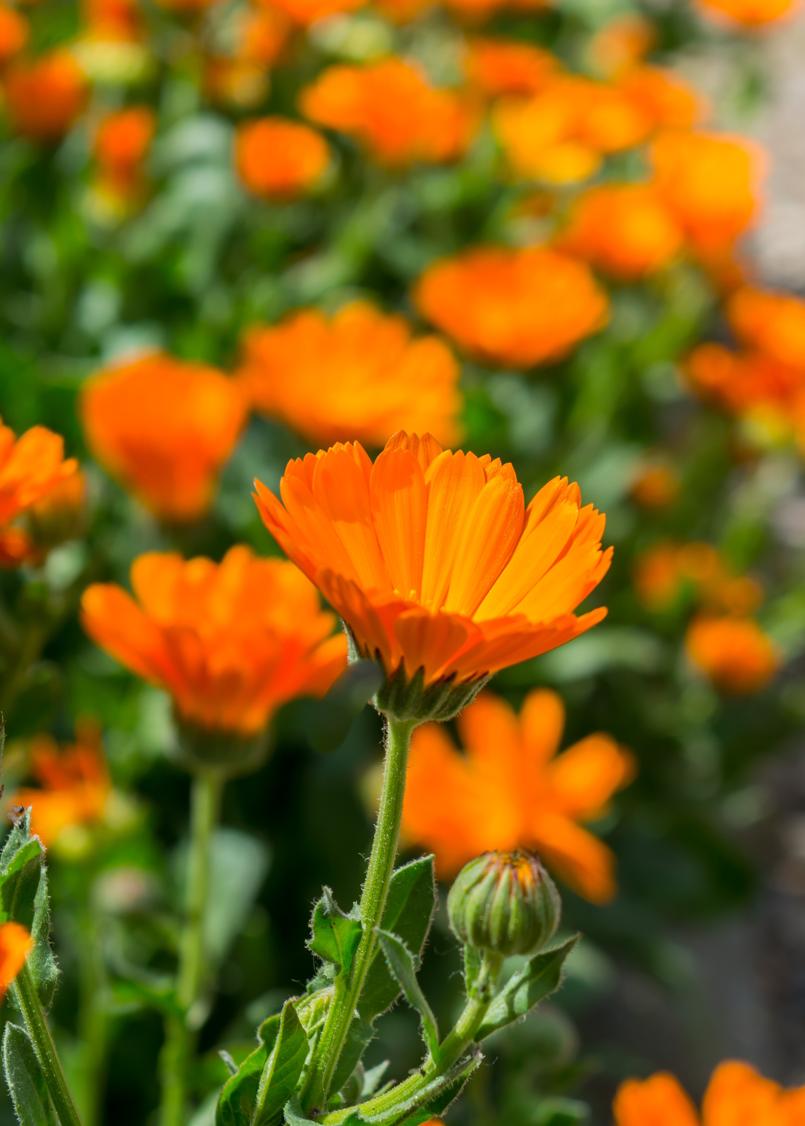 Orange Calendula (Calendula officinalis) - Tampa Home & Garden Store
