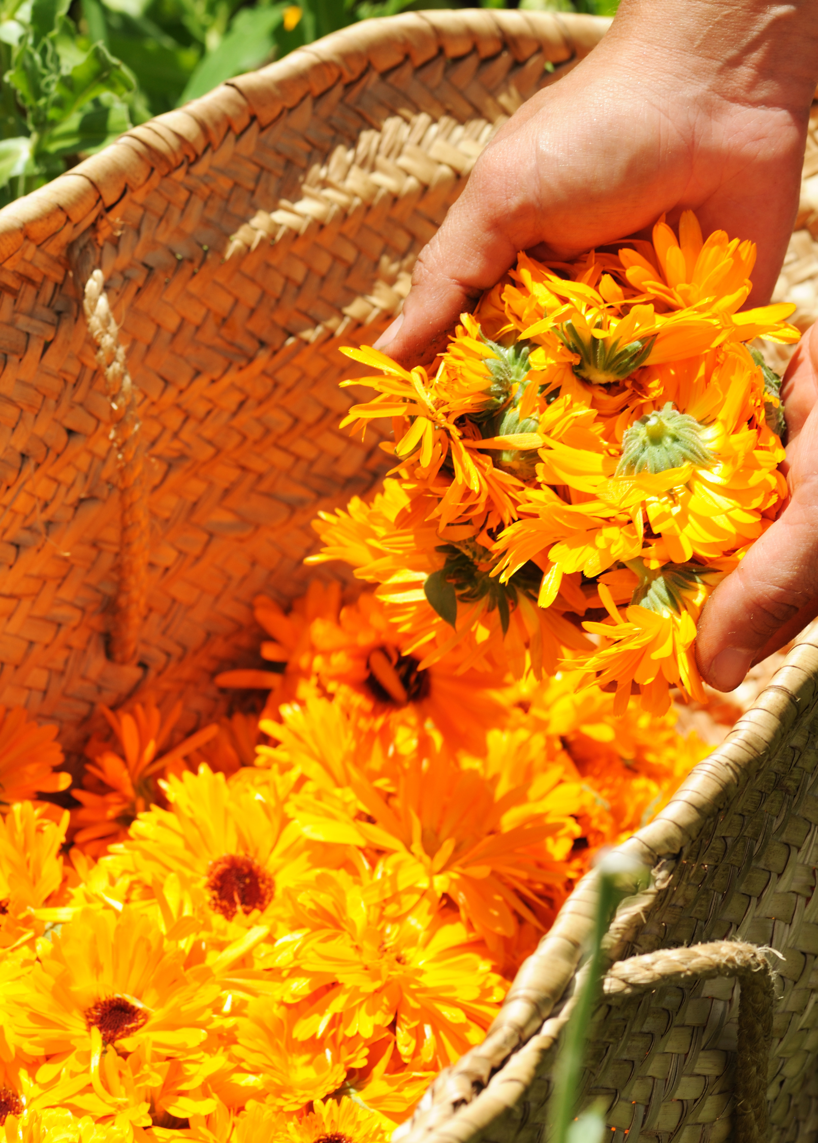 Orange Calendula (Calendula officinalis) - Tampa Home & Garden Store