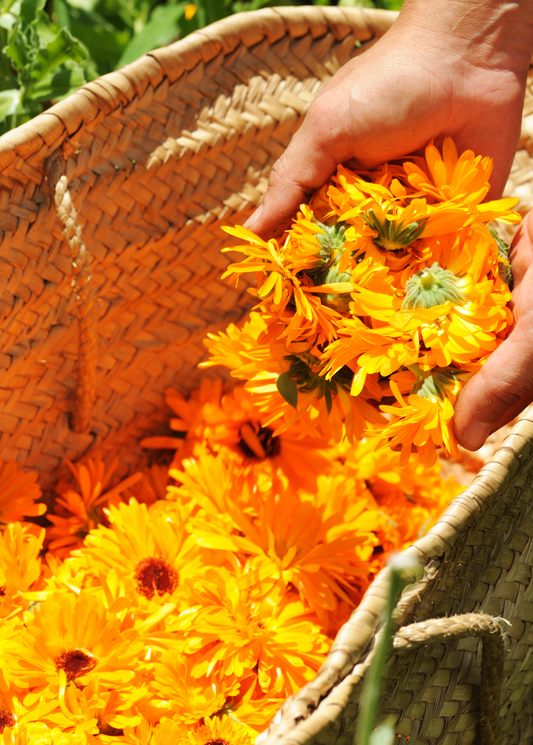 Orange Calendula (Calendula officinalis) - Tampa Home & Garden Store