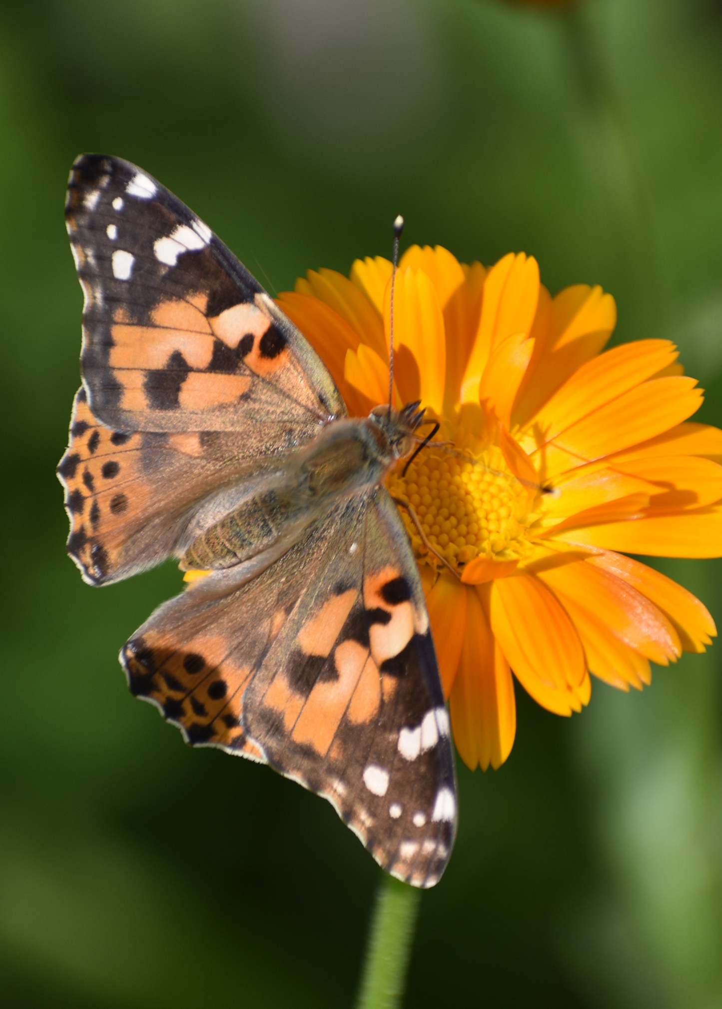 Orange Calendula (Calendula officinalis) - Tampa Home & Garden Store