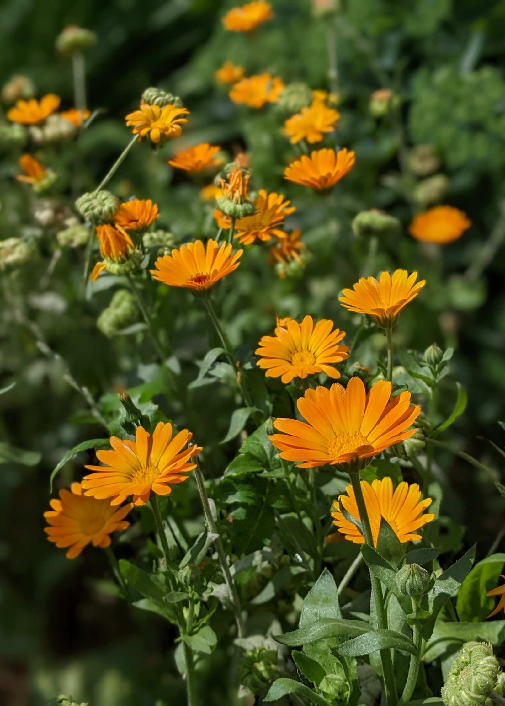 Orange Calendula (Calendula officinalis) - Tampa Home & Garden Store