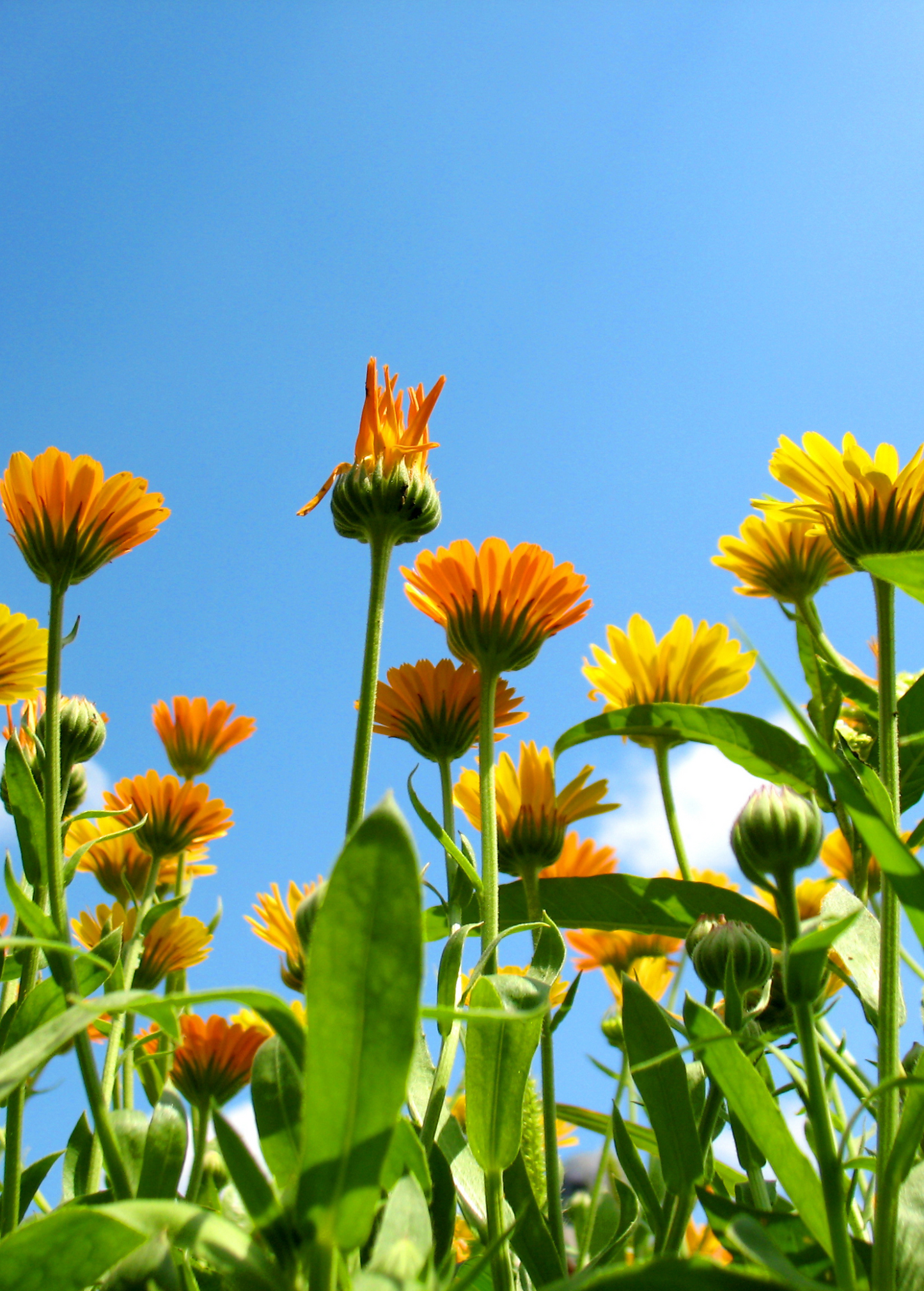Orange Calendula (Calendula officinalis) - Tampa Home & Garden Store