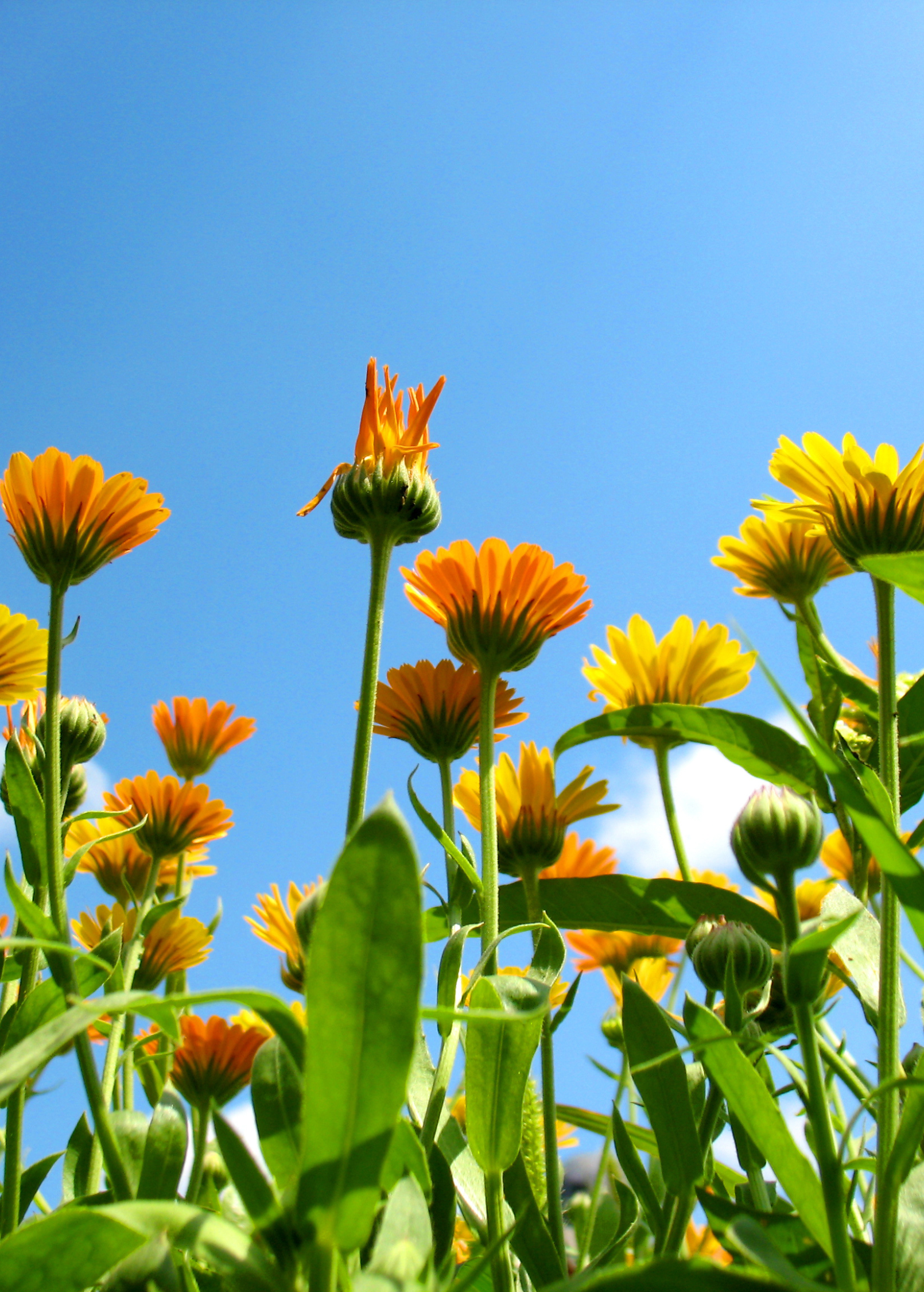 Orange Calendula (Calendula officinalis) - Tampa Home & Garden Store