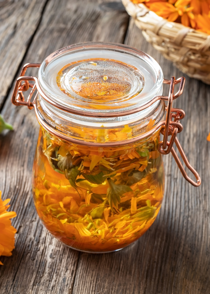 Orange Calendula (Calendula officinalis) - Tampa Home & Garden Store