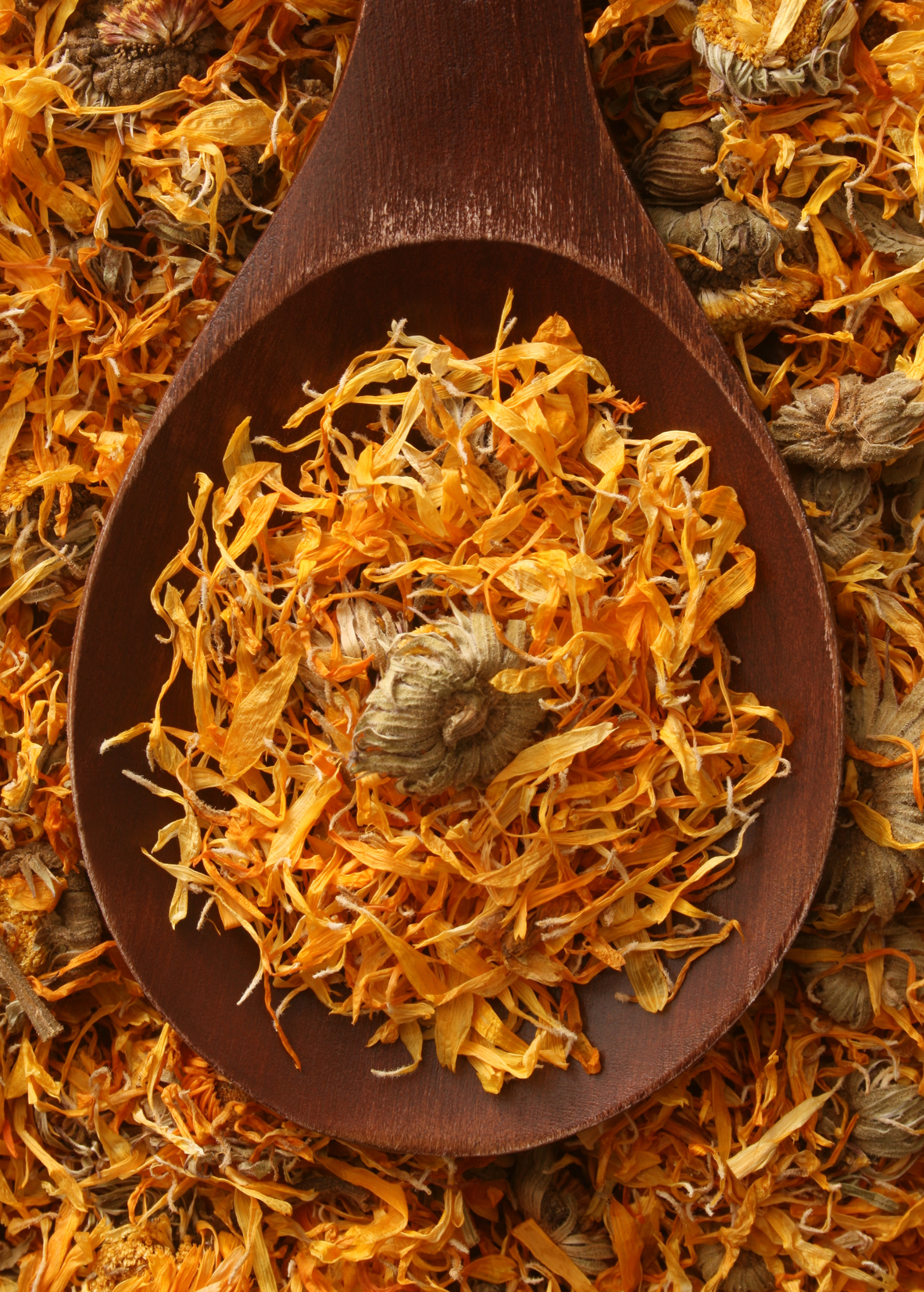 Orange Calendula (Calendula officinalis) - Tampa Home & Garden Store