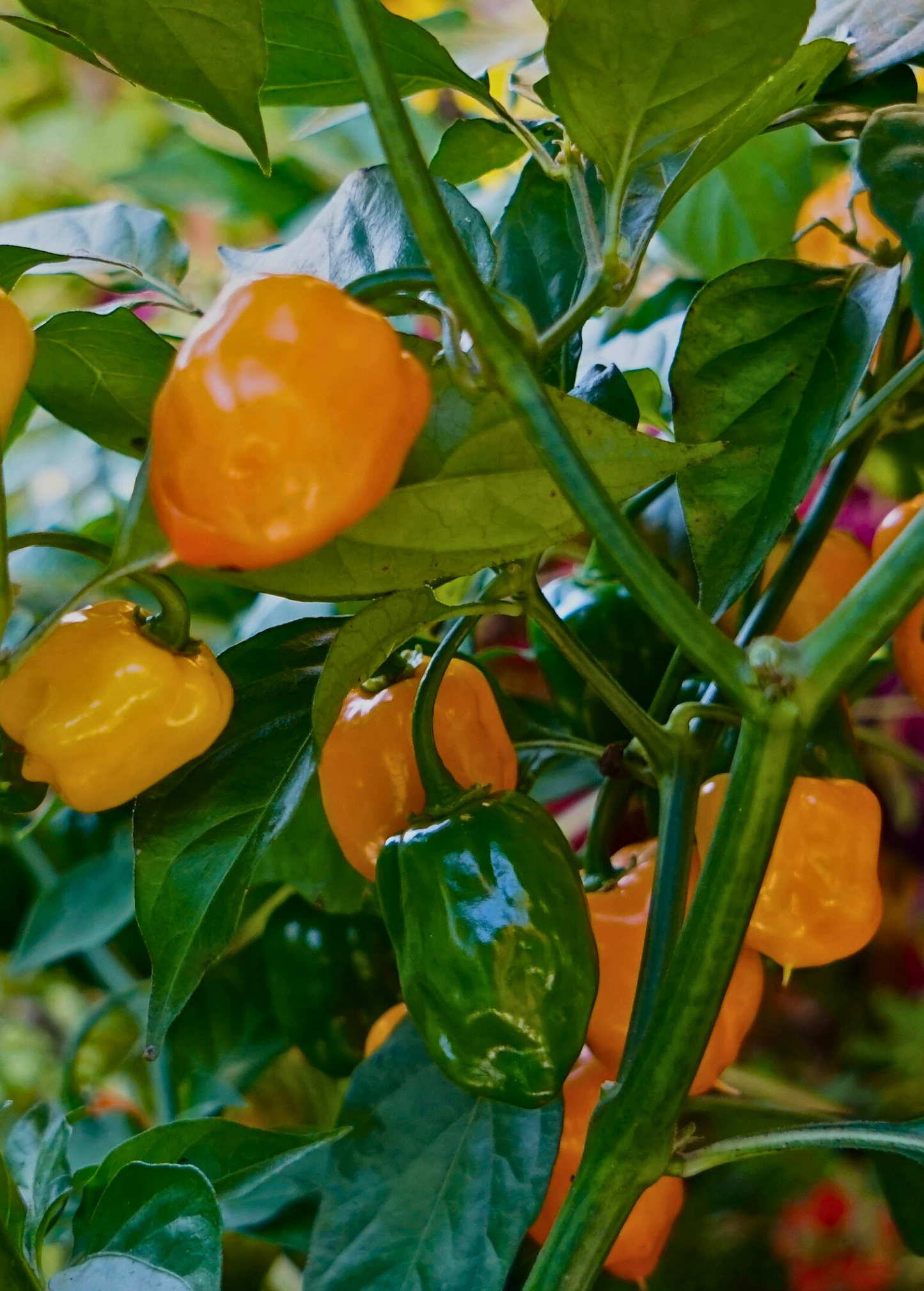Planta de chile habanero naranja (Capsicum chinense)