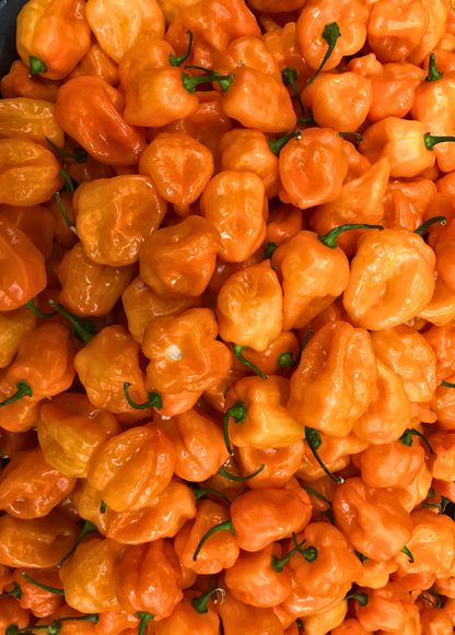Planta de chile habanero naranja (Capsicum chinense)