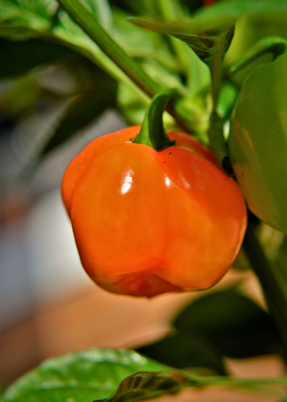 Planta de chile habanero naranja (Capsicum chinense)
