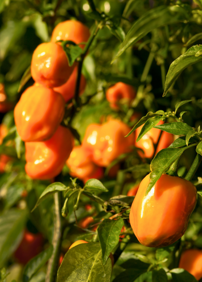 Planta de chile habanero naranja (Capsicum chinense)