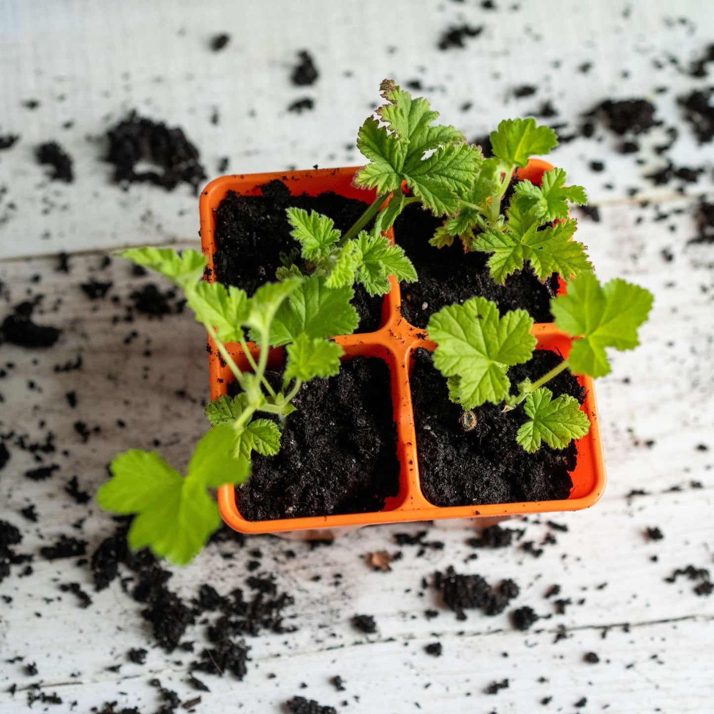 4 Cell Seed Tray Cell Plug Tray