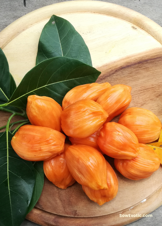 Jackfruit Tree ‘Orange Crush’ (Artocarpus heterophyllus)