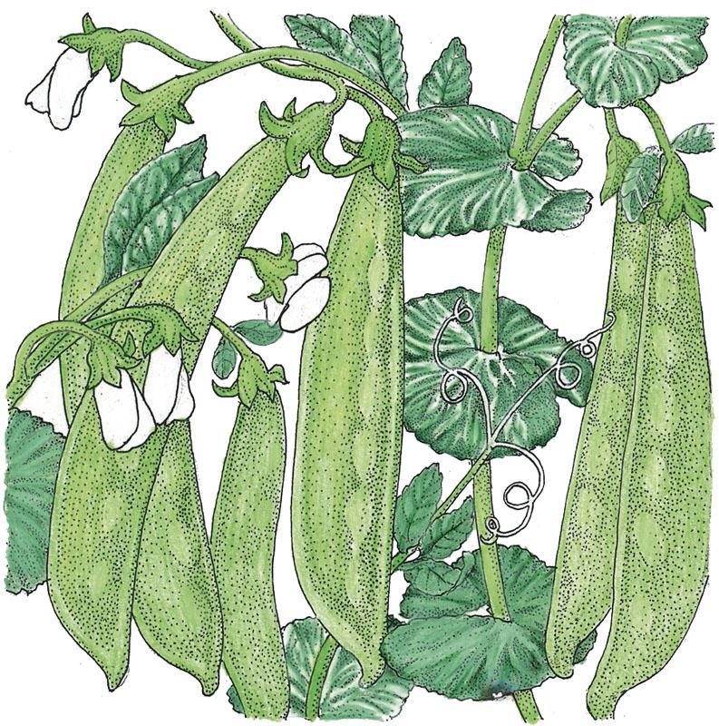 Oregon Sugar Pod Pea Seeds (Organic) - Tampa Home & Garden Store