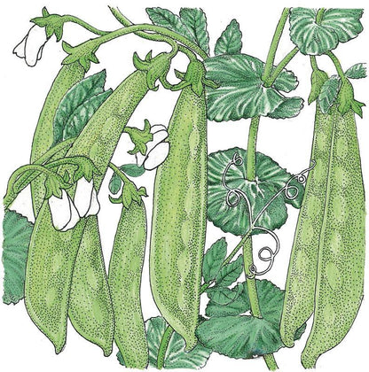 Oregon Sugar Pod Pea Seeds (Organic) - Tampa Home & Garden Store
