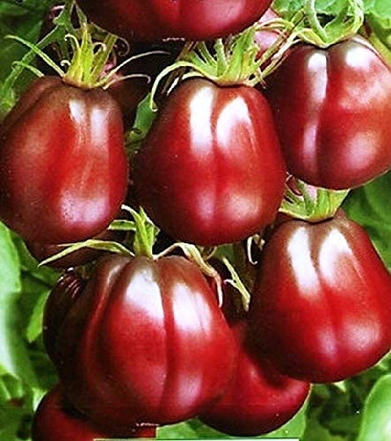 Organic Black Truffle Japanese Tomato Seeds - Non GMO - Easy to Grow Vegetable Garden - Tampa Home & Garden Store