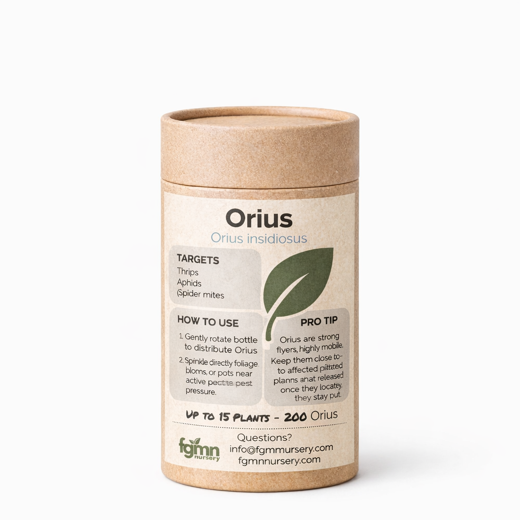 Orius insidiosus - Tampa Home & Garden Store