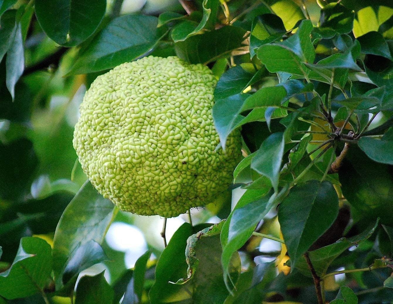 Osage Orange Tree - 20 Heirloom Seeds - Non GMO Seeds - Tampa Home & Garden Store