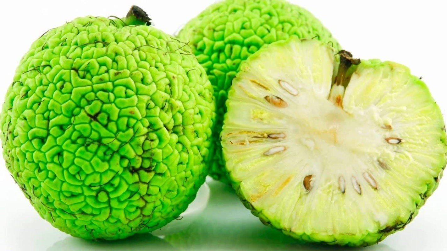 Osage Orange Tree - 20 Heirloom Seeds - Non GMO Seeds - Tampa Home & Garden Store