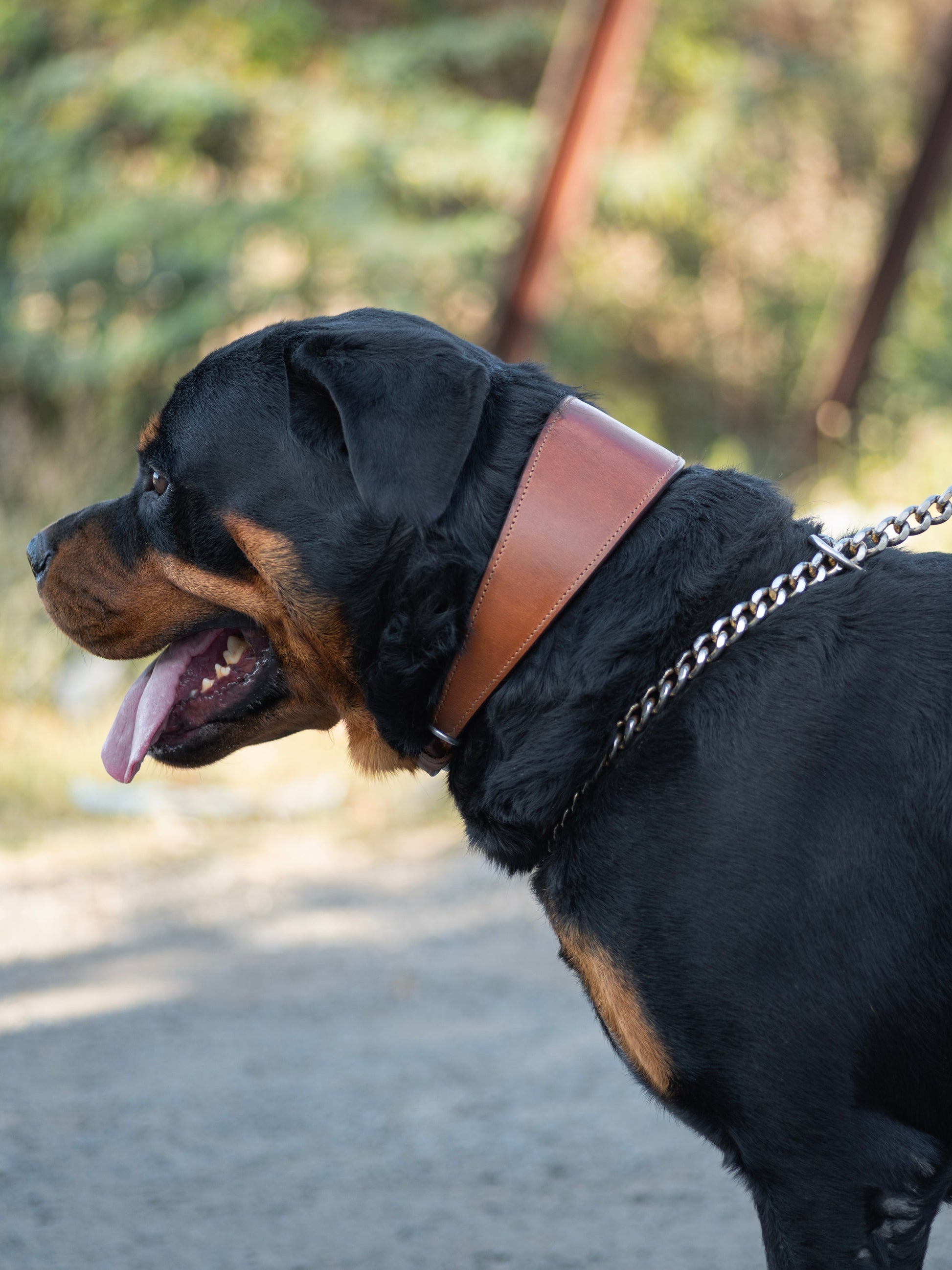 Oval Leather Dog Collar - Tan - Tampa Home & Garden Store