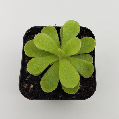 Pinguicula gigantea x cyclosecta