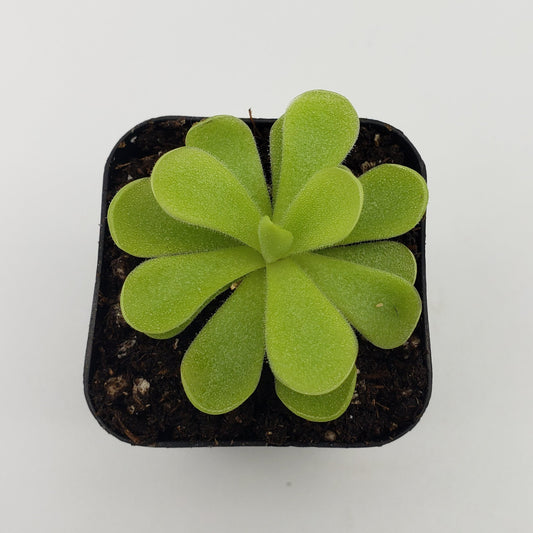 Pinguicula gigantea x cyclosecta