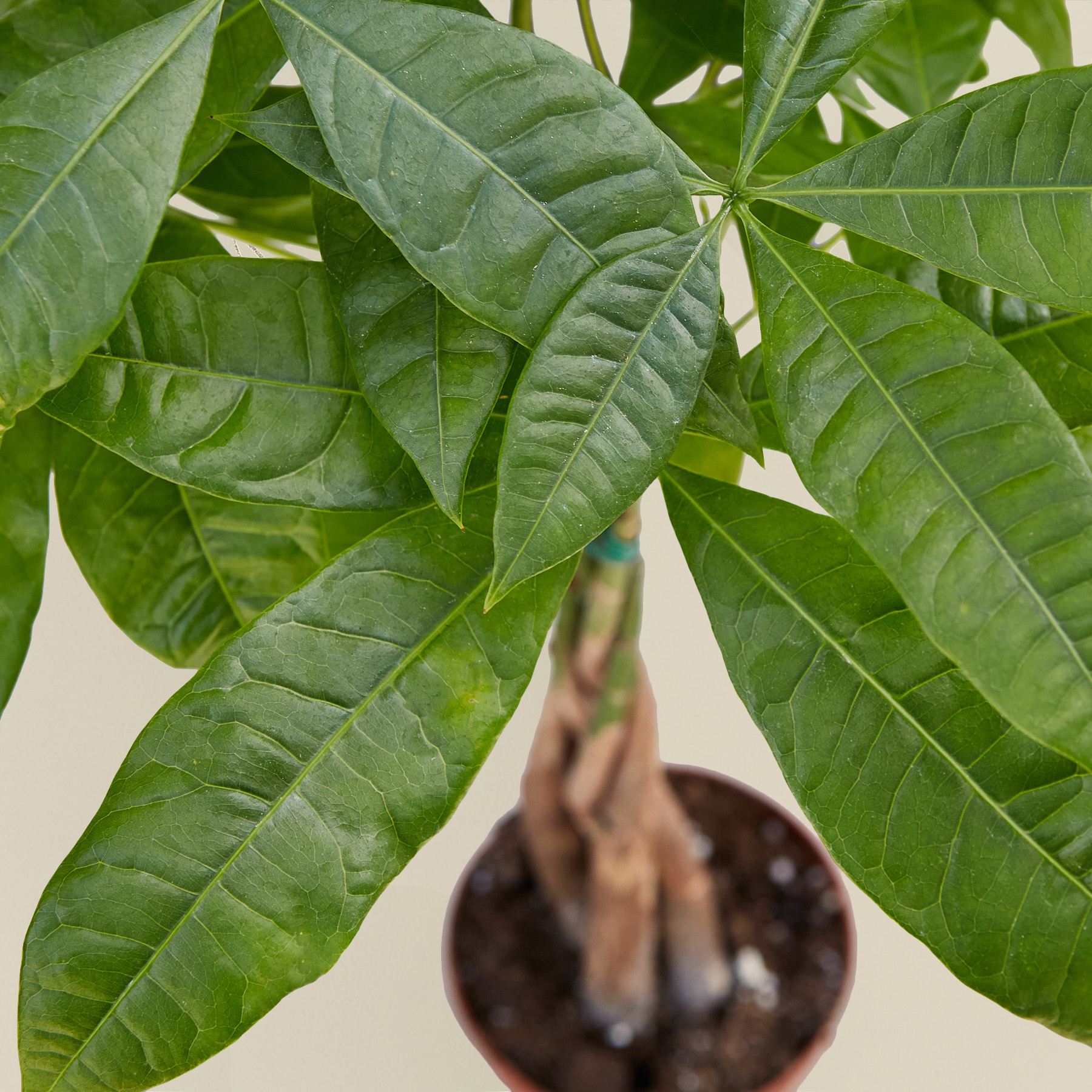 Money Tree Pachira Braid indoor plant with glossy green leaves in a pot on Tampa Home & Garden Store