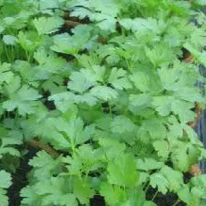 Parsley herb plants, bright green leaves, 99Heirlooms.com on Tampa Home & Garden Store