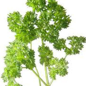 PARSLEY Seeds, Moss Curled - Tampa Home & Garden Store