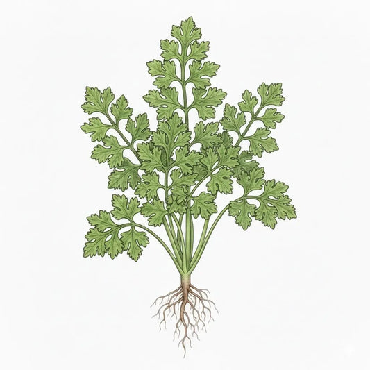 Parsley seeds, plain green flat-leaf herb plant with visible roots, bulk seeds, 99Heirlooms.com on Tampa Home & Garden Store