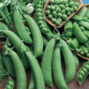 PEA Seeds, Cascadia - Tampa Home & Garden Store